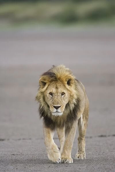 Lion (Panthera leo) walking towards camera, Serengeti National Park, Tanzania