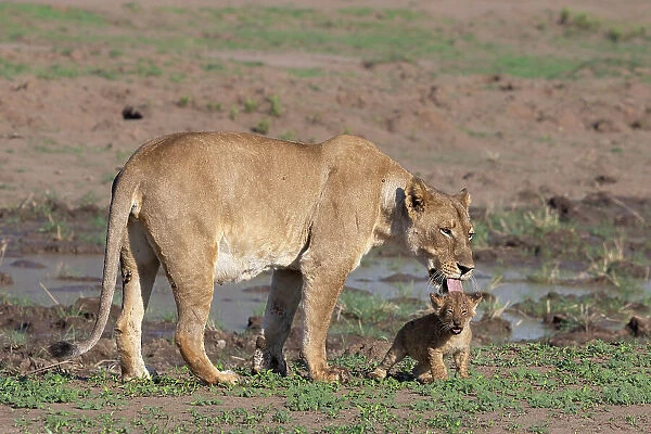 Lioness (Panthera leo) with cub, Mashatu Game Reserve, Botswana, Africa
