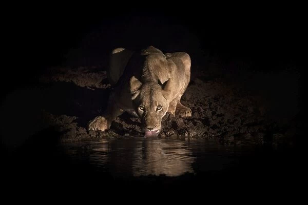 Lioness (Panthera leo) drinking at night, Zimanga Private Game Reserve, KwaZulu-Natal