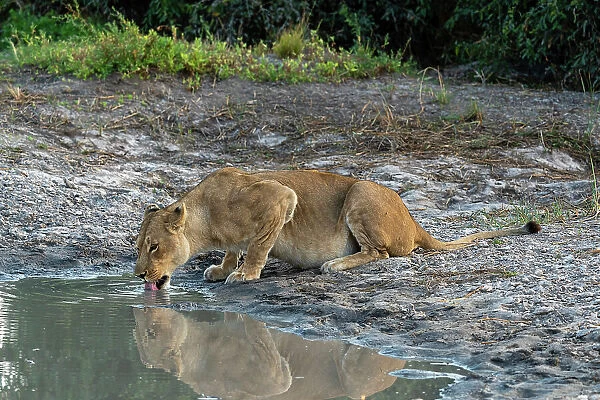 A lioness (Panthera leo) drinking, Savuti, Chobe National Park, Botswana, Africa