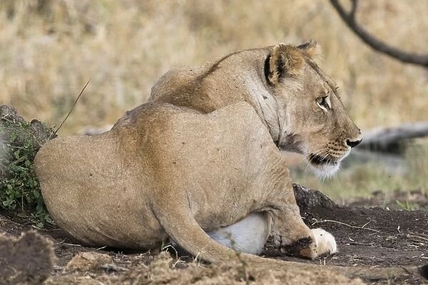 A lioness (Panthera leo) with full stomach after feeding, Tsavo, Kenya, East Africa