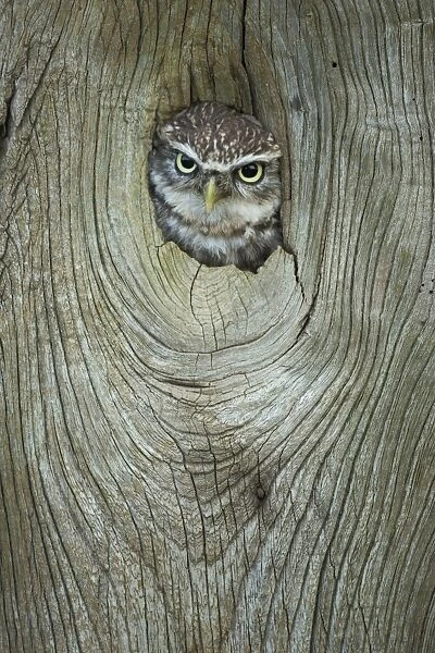 Little owl (Athene noctua), in captivity, Gloucestershire, England, United Kingdom