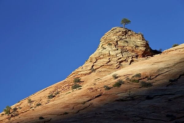 Lone Ponderosa pine atop a sandstone formation at first light, Zion National Park, Utah, United States of America, North America