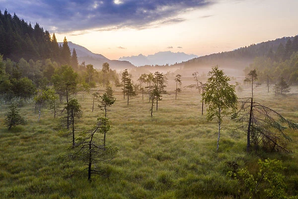 Lone trees in the misty landscape of Pian di Gembro Nature Reserve, aerial view, Aprica