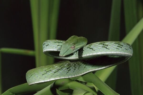 Long-nose vine snake (Ahaetulla prasina)