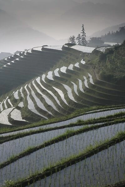 Longsheng terraced ricefields in June, Guangxi Province, China, Asia