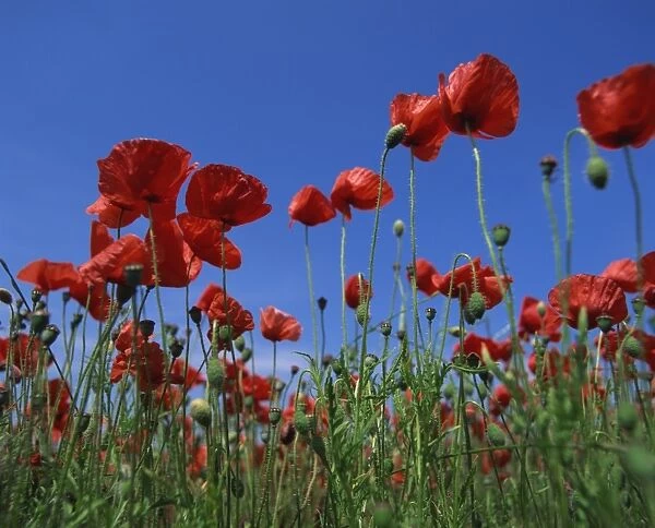 Low angle view close-up of red poppies in flower in a field in Cambridgeshire