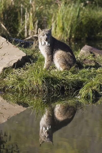 Lynx (Lynx canadensis) reflected sitting at waters edge