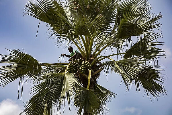 Man fetching fruit in a palmyra palm tree in Thiaoune, Senegal, West Africa, Africa