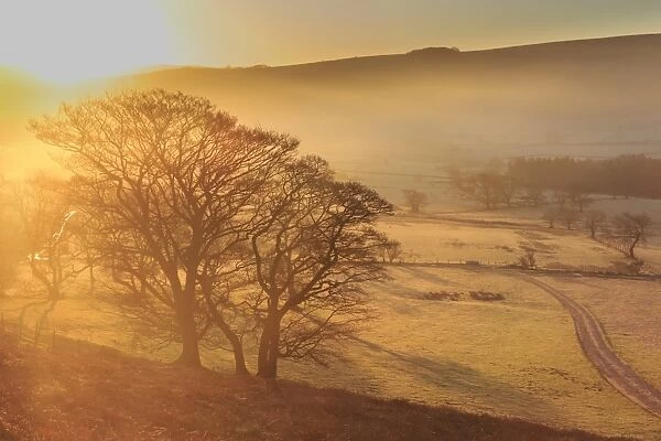 Misty and frosty sunrise with a copse of trees in winter, Castleton, Peak District National Park
