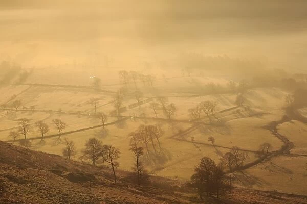 Misty and frosty sunrise over skeletal trees and fields dotted with sheep in winter