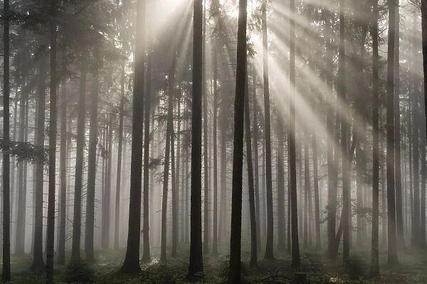 Misty pine forest, Nibelungengau, Austria