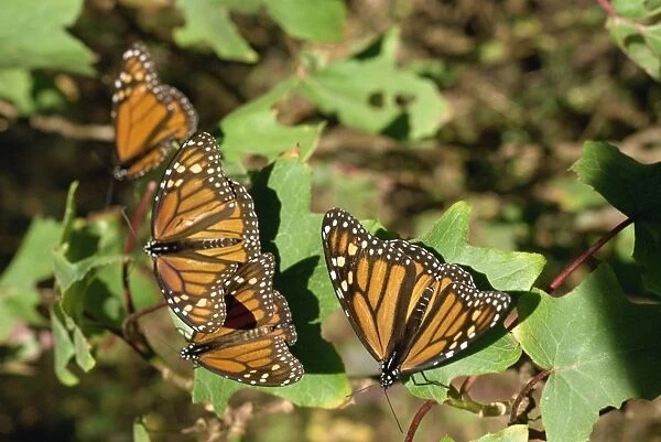 Monarch butterflies in Mexico, North America
