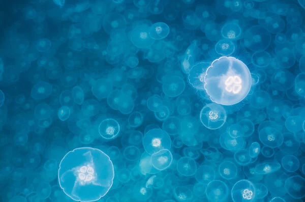 Moon jellyfish bloom (Aurelia aurita), Prince William Sound, Alaska, United States of America