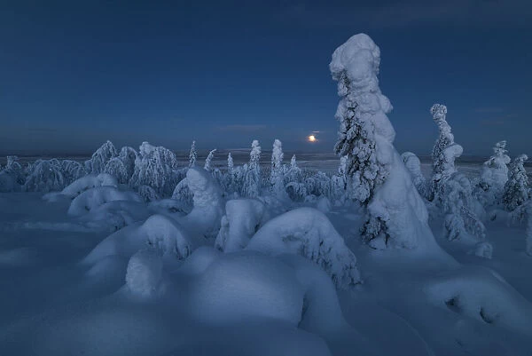 Full moon rising over a snow covered winter landscape, tykky
