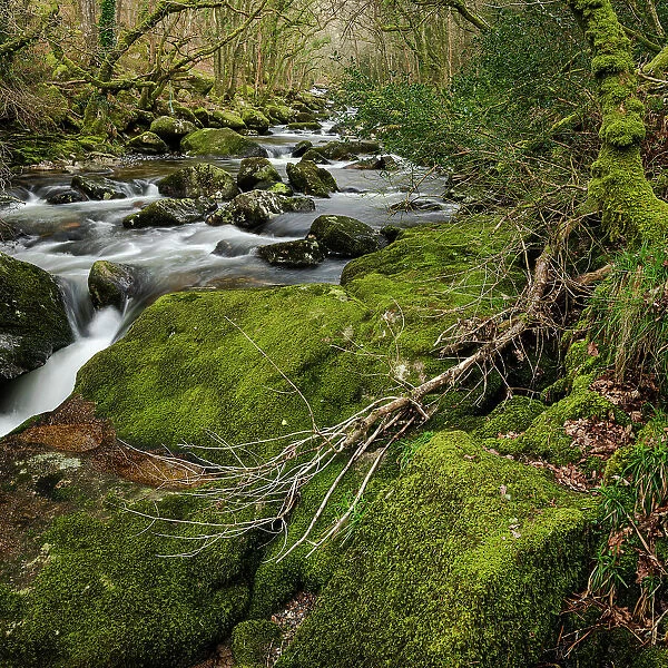 Moss-covered boulders and trees along the River Plym, Dewerstone, Dartmoor National Park, Devon, England, United Kingdom, Europe
