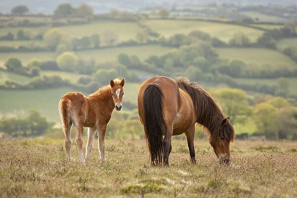 Mother and foal Dartmoor Ponies grazing on the moor, Dartmoor National Park, Devon