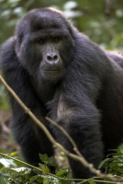 Mountain gorilla, (Gorilla beringei beringei), Bwindi Impenetrable National Park