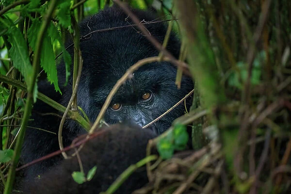 A mountain gorilla, a member of the Agasha family in the mountains of Volcanos National Park, Rwanda, Africa
