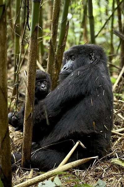 Mountain gorilla mother holding infant facing her