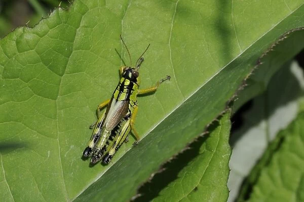 Mountain grasshopper (Miramella irena), Julian Alps, slovenia, slovenian, europe, european
