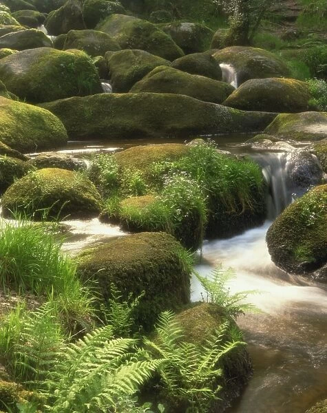 Mountain stream cascades over rocks covered with mosses, ferns and flowers in Scotland