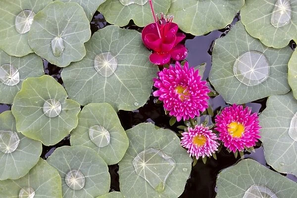 Nasturtium leaves with water droplets, Fuscia and other pink flowers floating on a pond, Kalaw, Myanmar (Burma), Southeast Asia