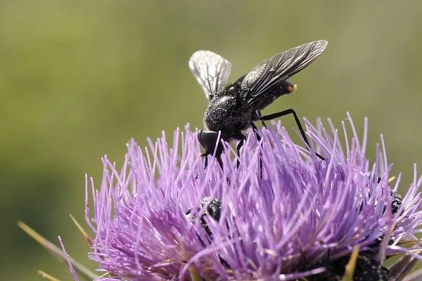 Nectar feeding Horse fly (Pangonius funebris) on Milk thistle (Carduus marianus), Lesbos, Greece