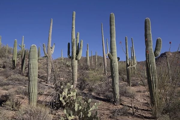 Ocotillo cactus (Fouquieria Splendens) in foreground, Saguaro cactus (Camegiea Gigantea) in background, West-Tucson Mountain District, Saguaro National Park, Arizona, United States of America, North America