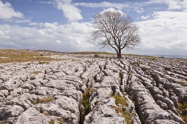 An old and twisted tree in a limestone pavement near to Malham in the Yorkshire Dales, Yorkshire, England, United Kingdom, Europe
