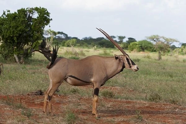 Oryx (Oryx gazella), Tsavo East National Park, Kenya, East Africa, Africa