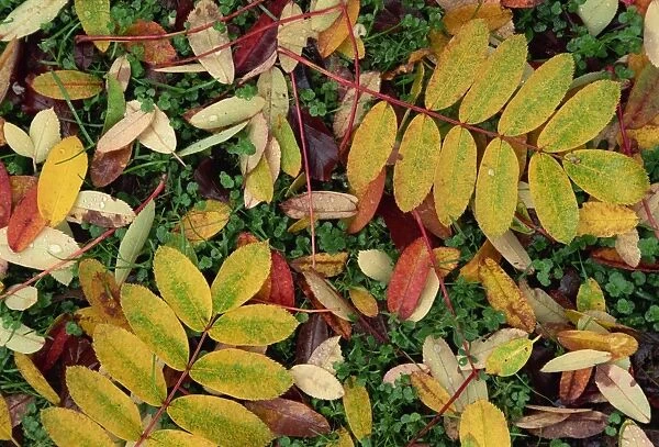 Overhead view of autumn (fall) leaves on the ground