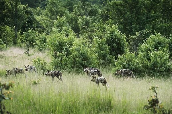 Pack of African wild dogs (painted dog) (Cape hunting dog) (Lycaon pictus), South Luangwa