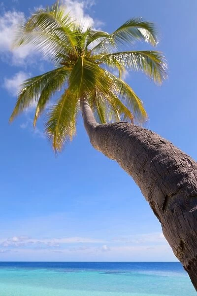 A palm tree leaning out to sea on an island in the Maldives, Indian Ocean, Asia