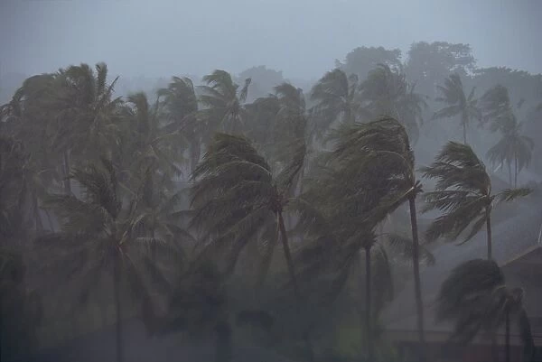 Palm trees blowing in a tropical storm