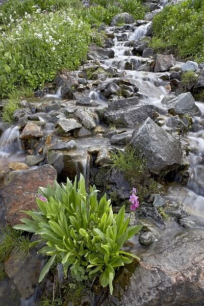 Parrys primrose (Primula parryi) growing in a stream, American Basin