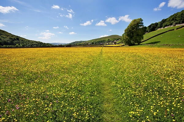 Path across buttercup meadows at Gunnerside in Swaledale, Yorkshire Dales, Yorkshire, England, United Kingdom, Europe
