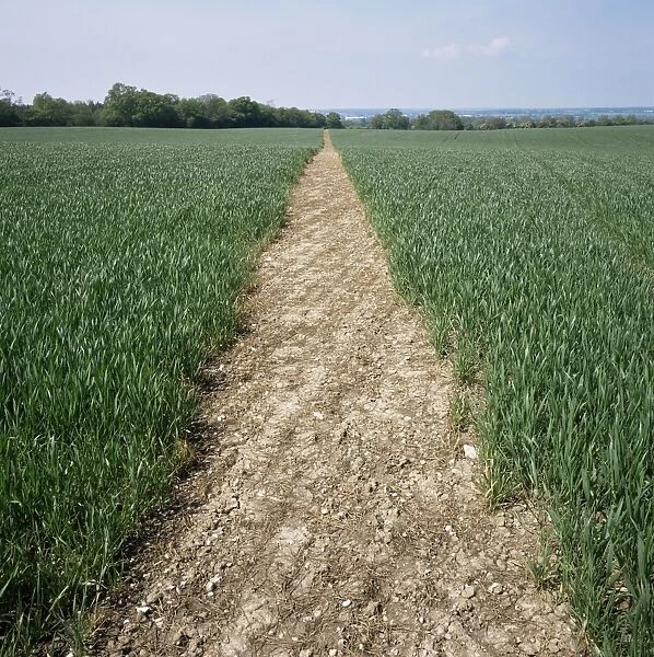 Pathway through field, Essex, United Kingdom, Europe