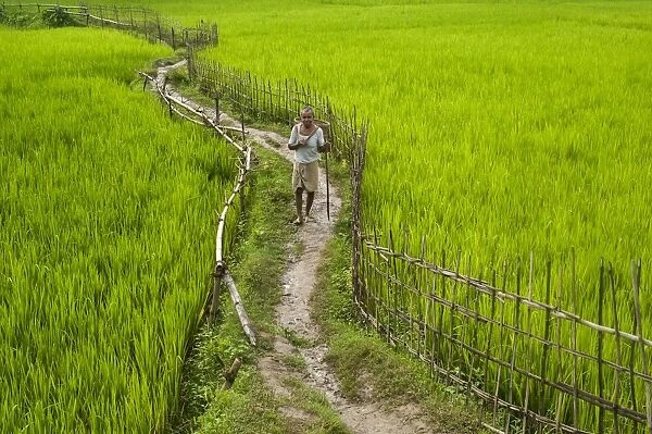 A pathway through the rice paddies in the Chittangong Hill Tracts, Bangladesh, Asia