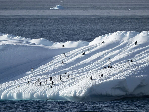 Penguins hauled out on an iceberg near Brown Bluff, Weddell Sea, Antarctica, Polar Regions
