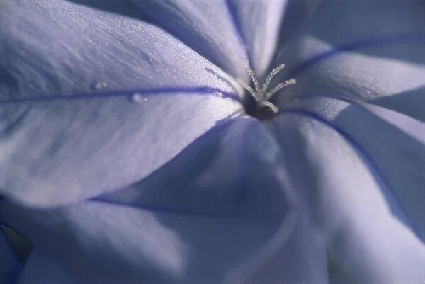 Detail of the petals of a blue flower