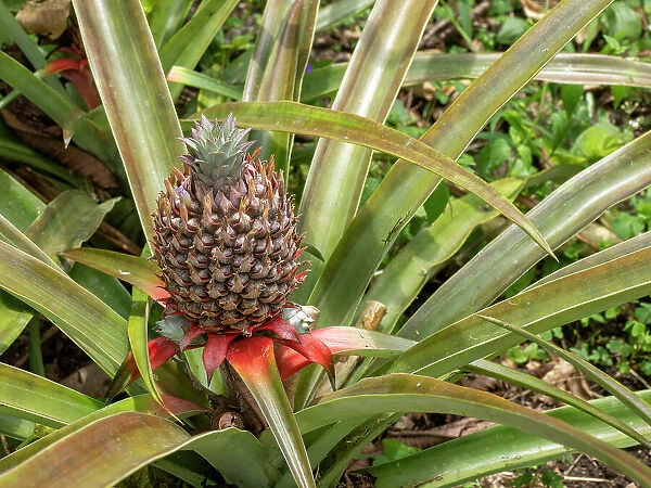 Pineapple (Ananas comosus) growing at the Granja Integral Ochoa hydroponics farm, Santa Cruz Island, Galapagos Islands, UNESCO World Heritage Site, Ecuador, South America