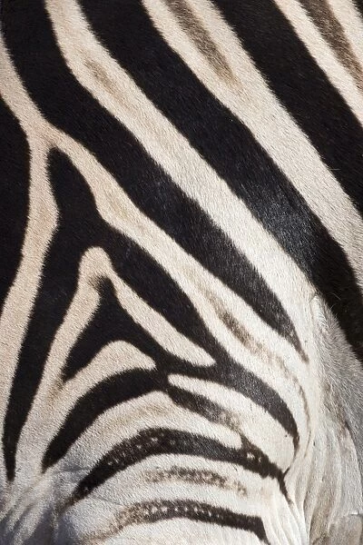 Plains zebra (Equua quagga burchelli) stripe pattern detail showing shadow stripe, South Africa, Africa
