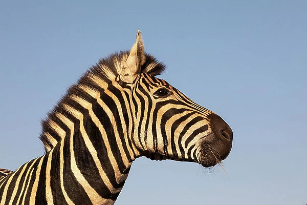 Plains zebra (Equus quagga burchellii), Zimanga Game Reserve, KwaZulu-Natal, South Africa, Africa