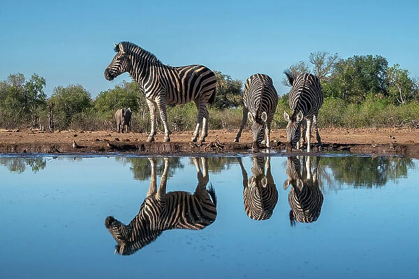 Plains zebras (Equus quagga) drinking at waterhole, Mashatu Game Reserve, Botswana, Africa