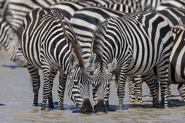 Plains zebras (Equus quagga), Ndutu, Serengeti, UNESCO World Heritage Site, Tanzania
