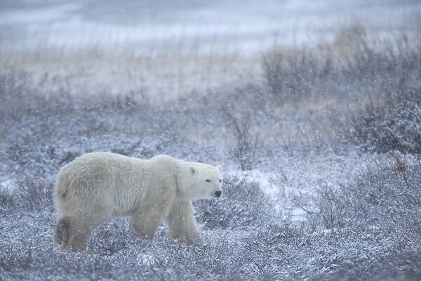 Polar bear, Ursus maritimus, Churchill, Manitoba, Canada, North America