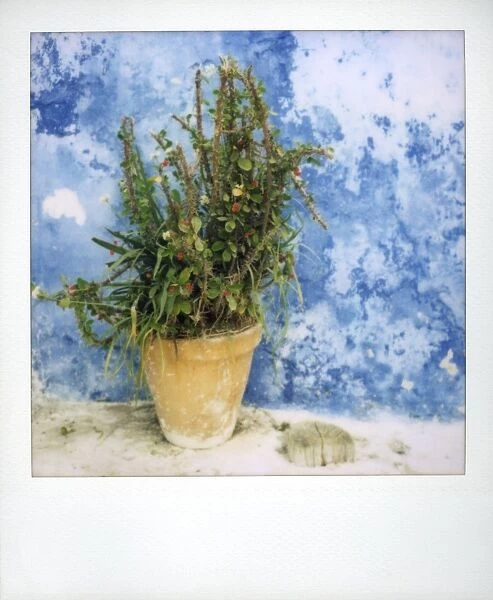 Polaroid of plant pot against bluewashed wall