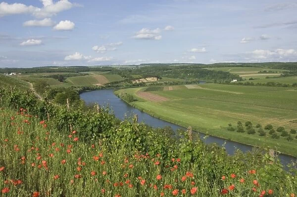 Poppies and vineyards along the border between Luxembourg and Germany separated by the River Moselle (Mosel), Germany, Europe