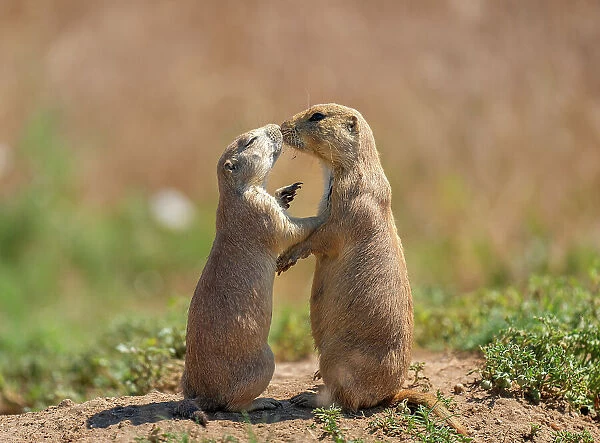 Prairie dogs (Cynomys) embracing each other in Colorado, United States of America, North America